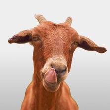 Livestock